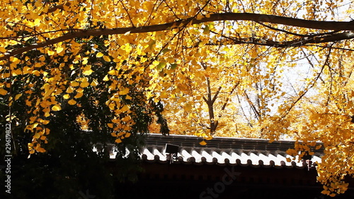 maidenhair tree and chinese traditional style building photo