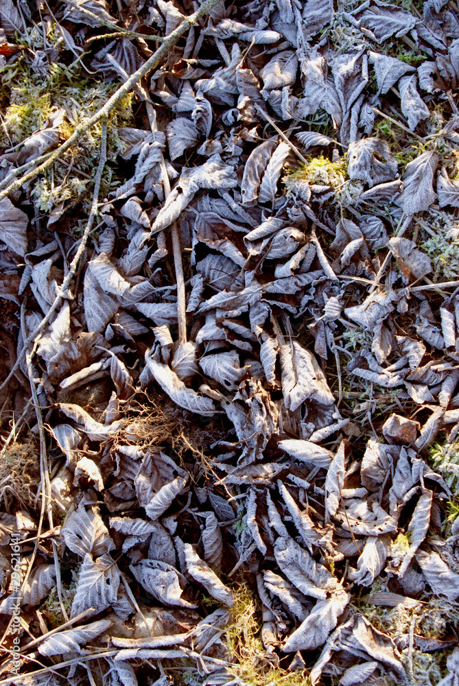 Abundance of fallen autumn leaves covered by white frost