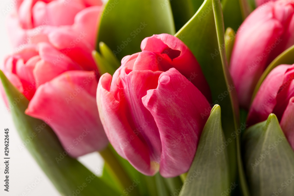 Pink tulips Pink tulips