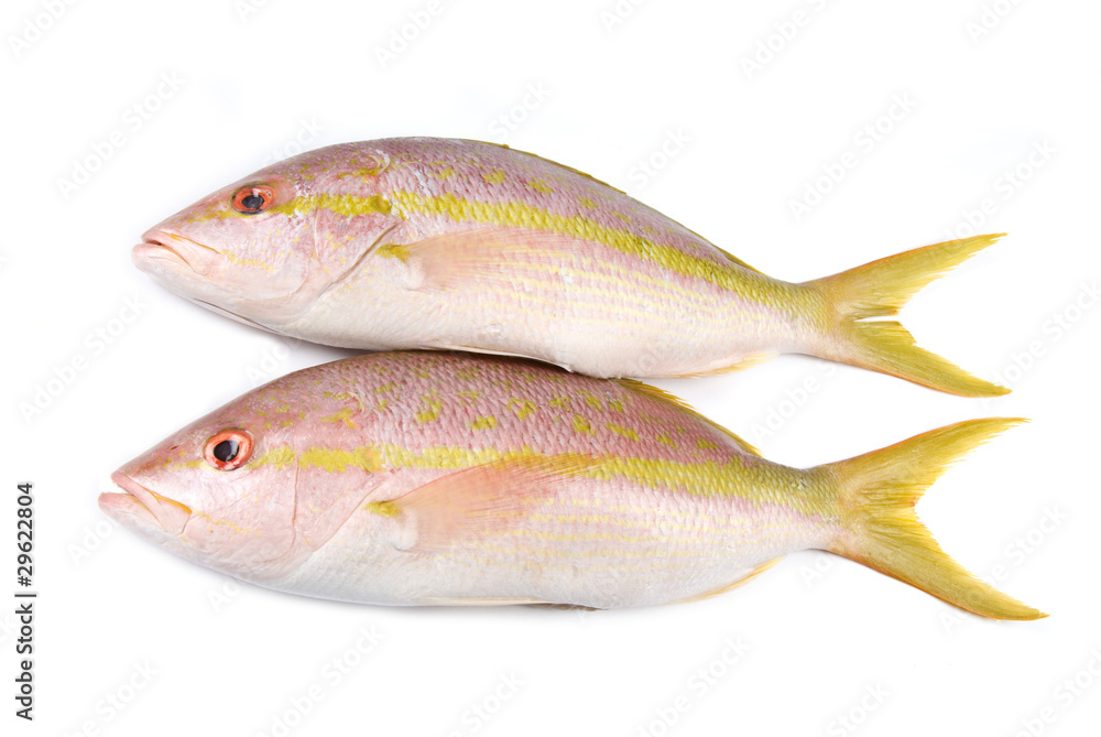 Raw Yellow Tail Snappers Isolated on White Raw Yellow Tail Snappers Isolated on White