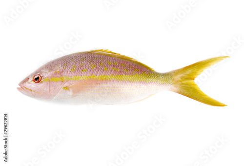 Raw Yellow Tail Snapper Isolated on White