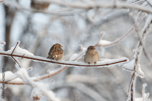 Two sparrows on the tree