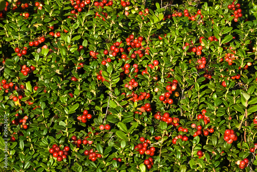 many cranberries in nature