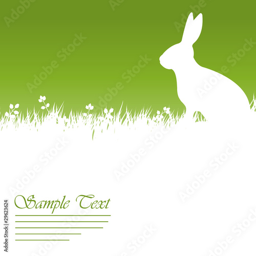 Hase auf Wiese photo