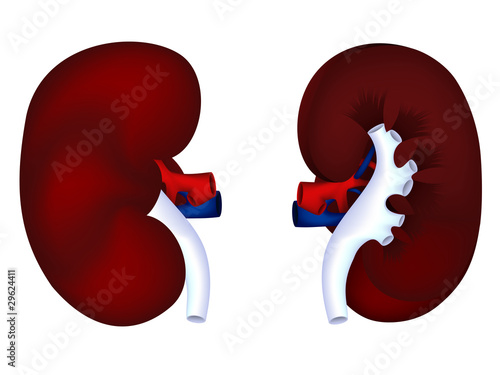 Human kidney model