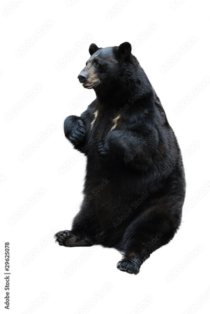 Naklejka premium black bear isolated on white