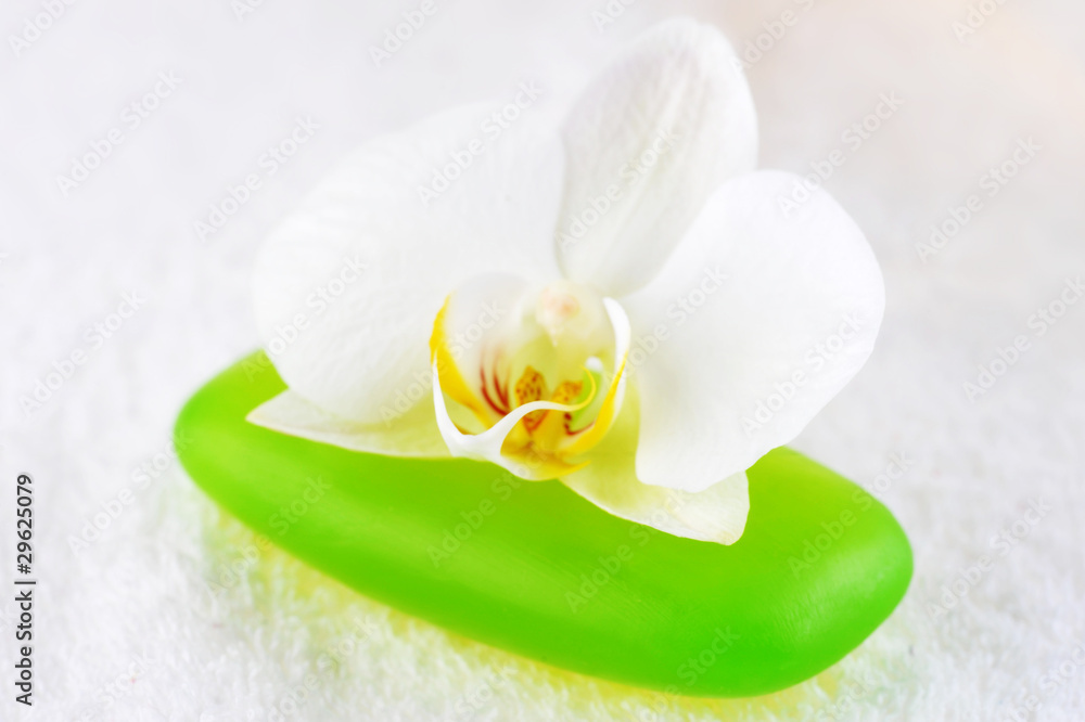 green soap and orchid close up green soap and orchid close up