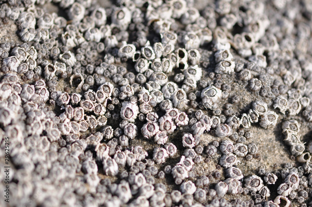 Acorn Barnacles Acorn Barnacles