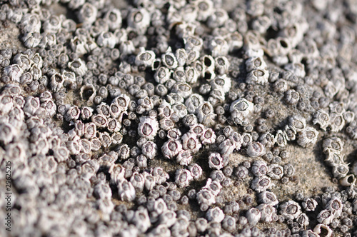 Картината върху платно Acorn Barnacles