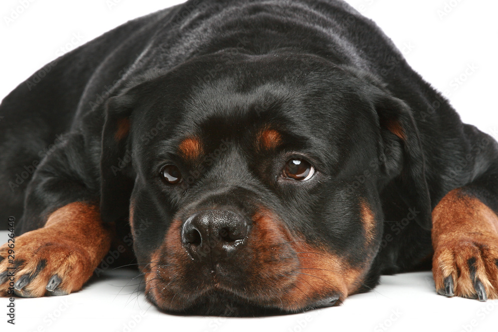 Rottweiler lies on a white background