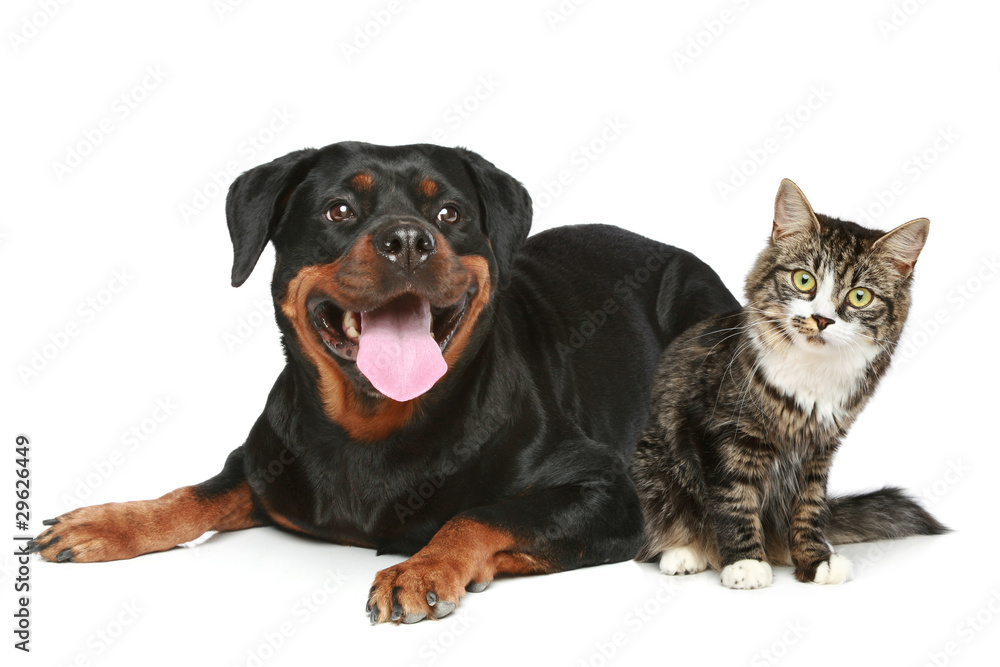 Rottweiler and cat lies on a white background