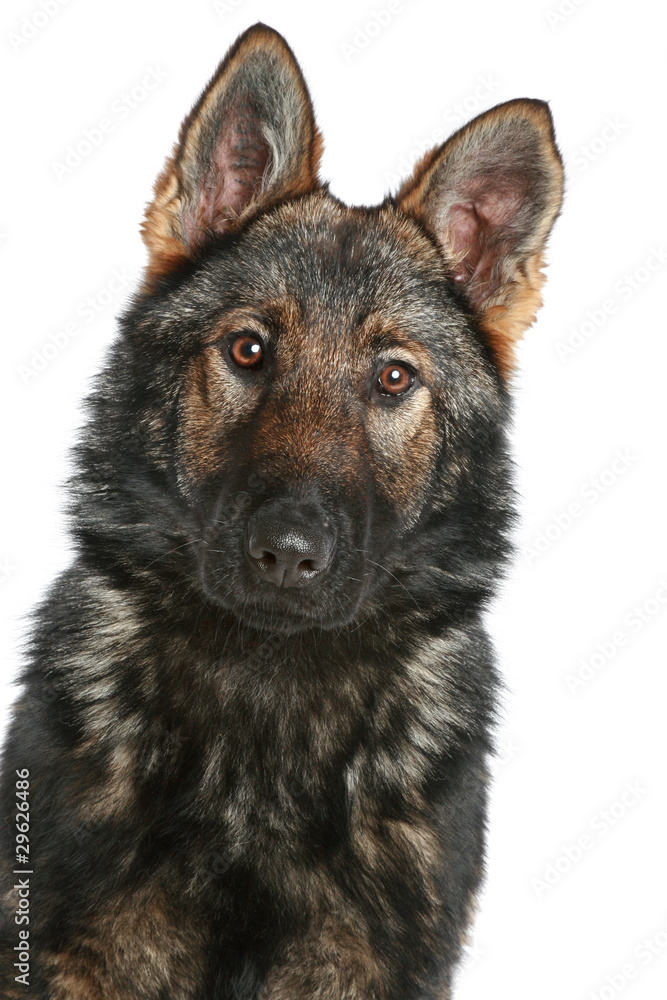 German Shepherd puppy on white background