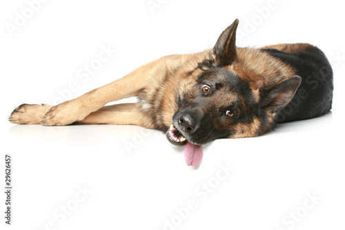German Shepherd dog lying and rests