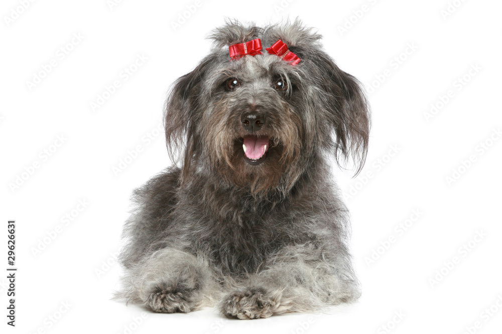 Shaggy gray mongrel with red ribbons