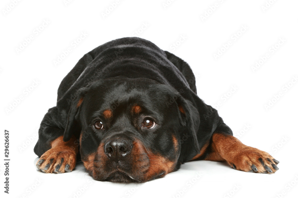 Rottweiler lying on a white background