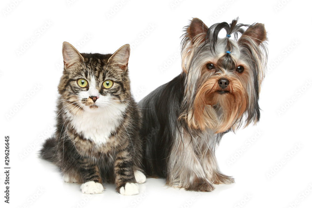 Striped kitten and yorkshire terrier