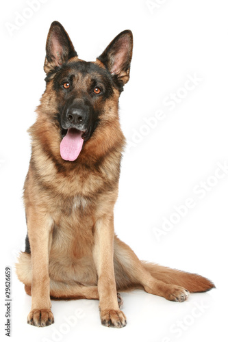 German Shepherd dog sitting on a white background