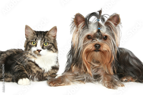 Striped kitten and yorkshire terrier © jagodka