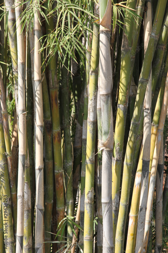 Bamboo tree, Species of bamboo clump trees. Bamboo tree, Species of bamboo clump trees.
