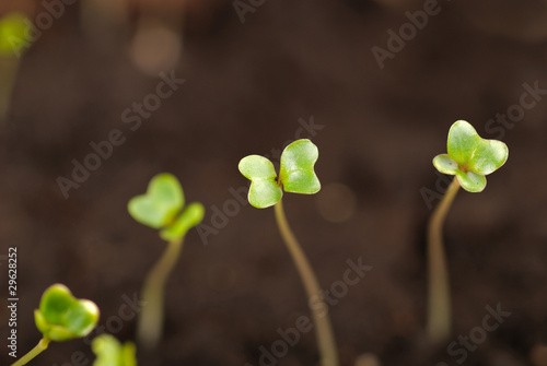 Seedlings close up