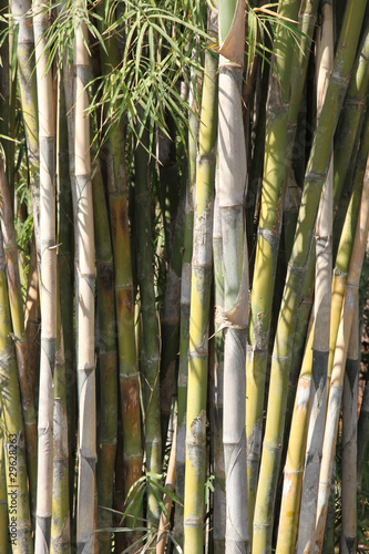 Bamboo tree  Species of bamboo clump trees.