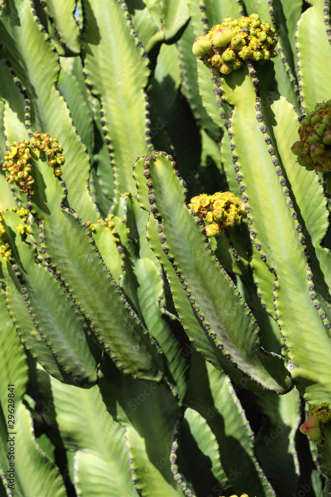 Cactus Cactus