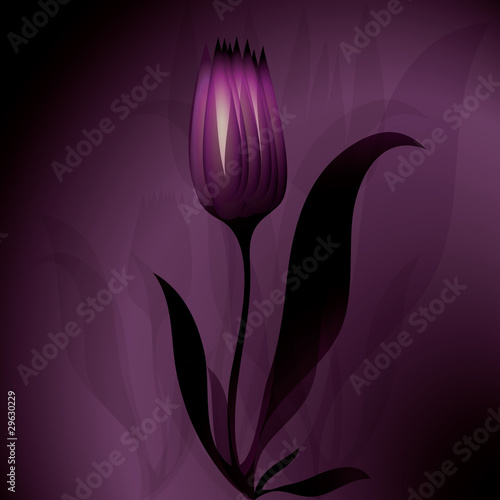 Flower mysterious background Tulip