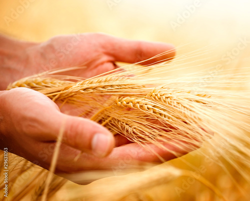 Wheat ears in the hands. Harvest concept photo