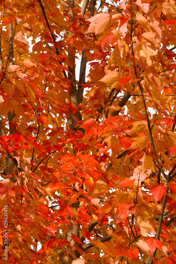 Full Frame Bunch Orange Autumn Maple Leaves Tree Full Frame Bunch Orange Autumn Maple Leaves Tree
