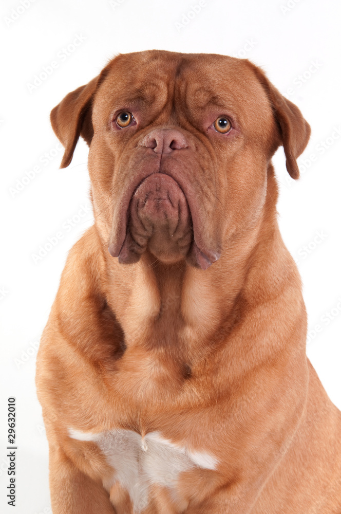 Portrait of puppy of Dogue De Bordeaux (French Mastiff) Breed