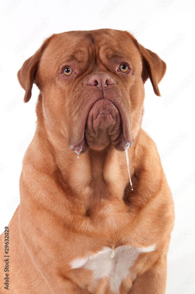 Dribbling dog of Dogue De Bordeaux Breed isolated on white Dribbling dog of Dogue De Bordeaux Breed isolated on white