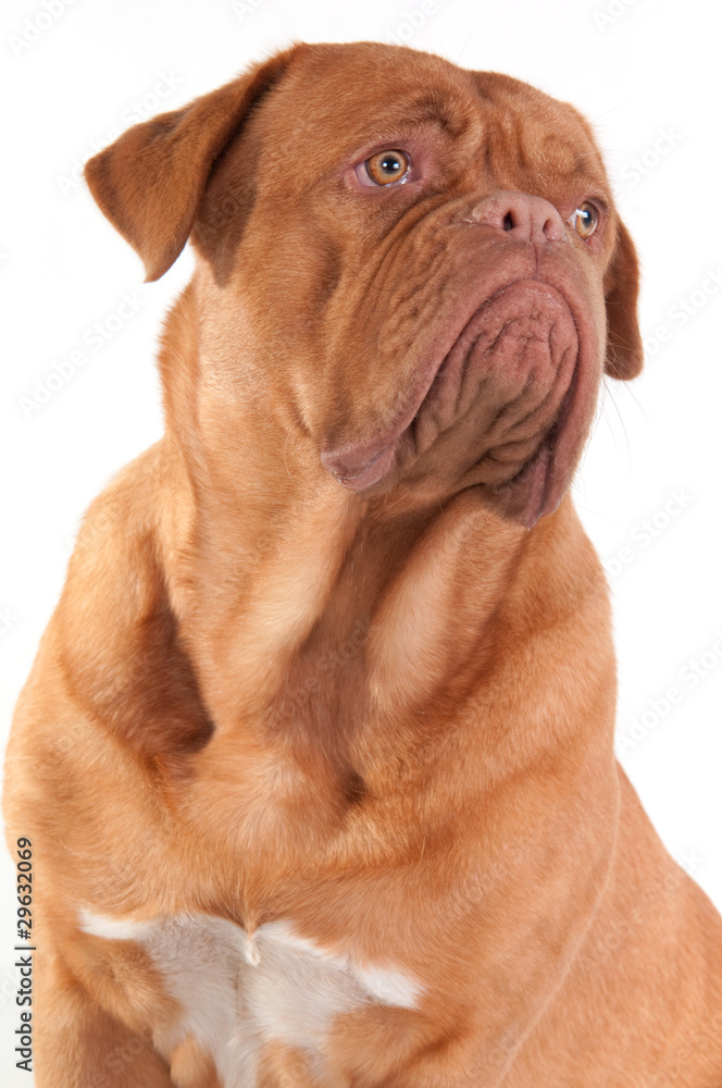 Wise and serious thoughtful puppy of french mastiff breed