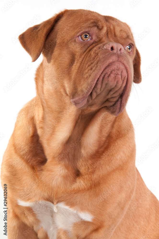 Wise and serious thoughtful puppy of french mastiff breed Wise and serious thoughtful puppy of french mastiff breed