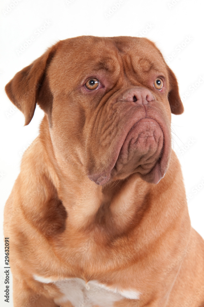 Serious puppy of Dogue De Bordeaux breed looking aside