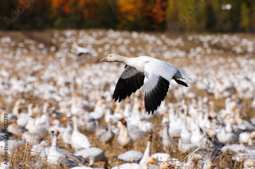 Snow Goose - Cap Tourmente