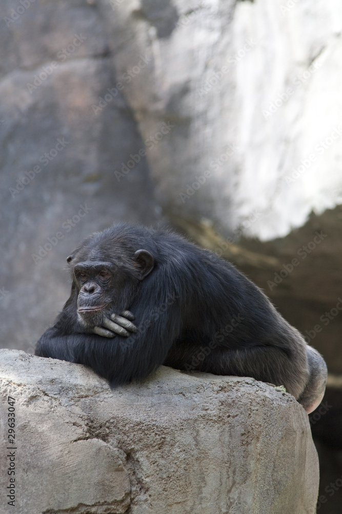 Fototapeta premium Chimpanzee