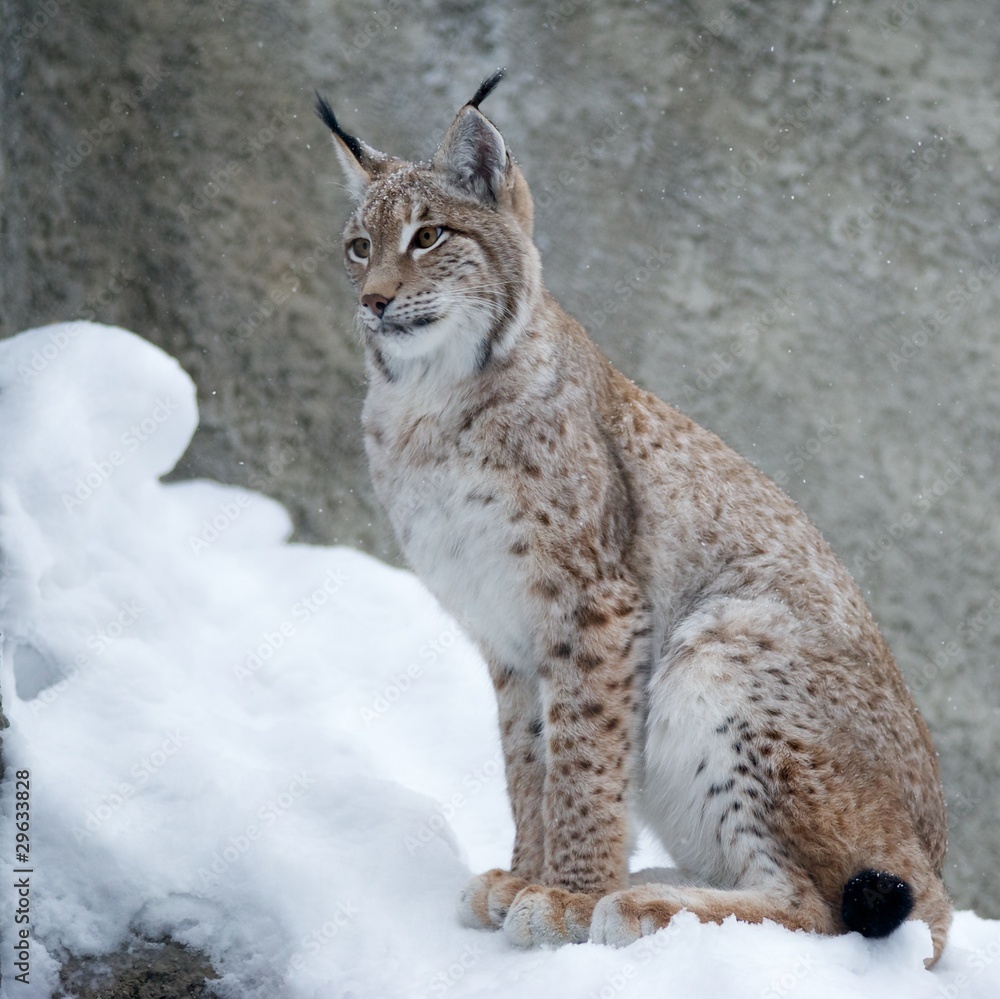 Fototapeta premium животные/дикая природа