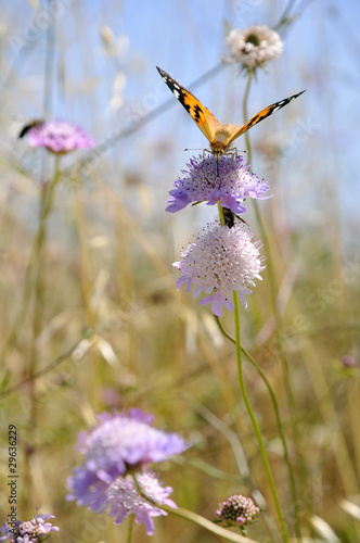 Papillon Belle Dame butinant une fleur de scabieuse