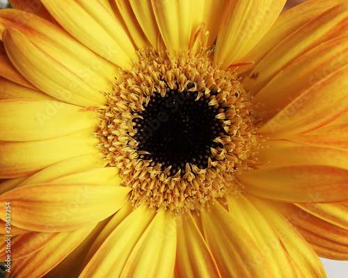 yellow Gerber daisy closeup  natural background