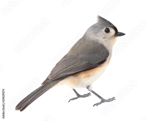 Tufted Titmouse, Baeolophus bicolor, Isolated photo