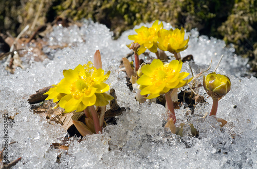 Flowers among snow 22 photo