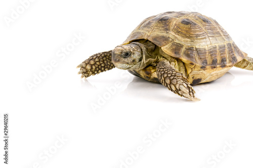 land tortoise crawl over a white background