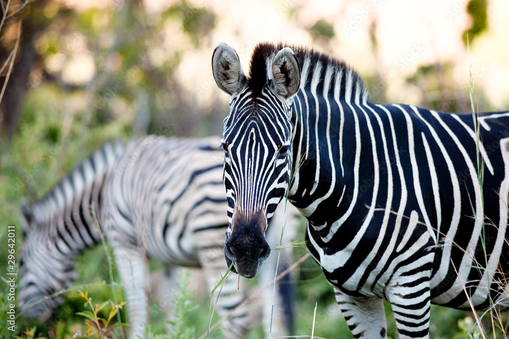 Naklejka premium Zebra