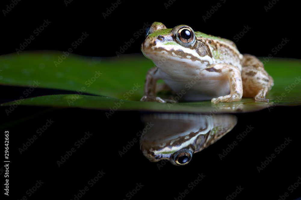 Obraz premium green frog reflected