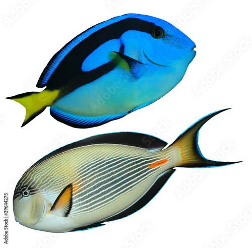 tropical reef fish © vencav