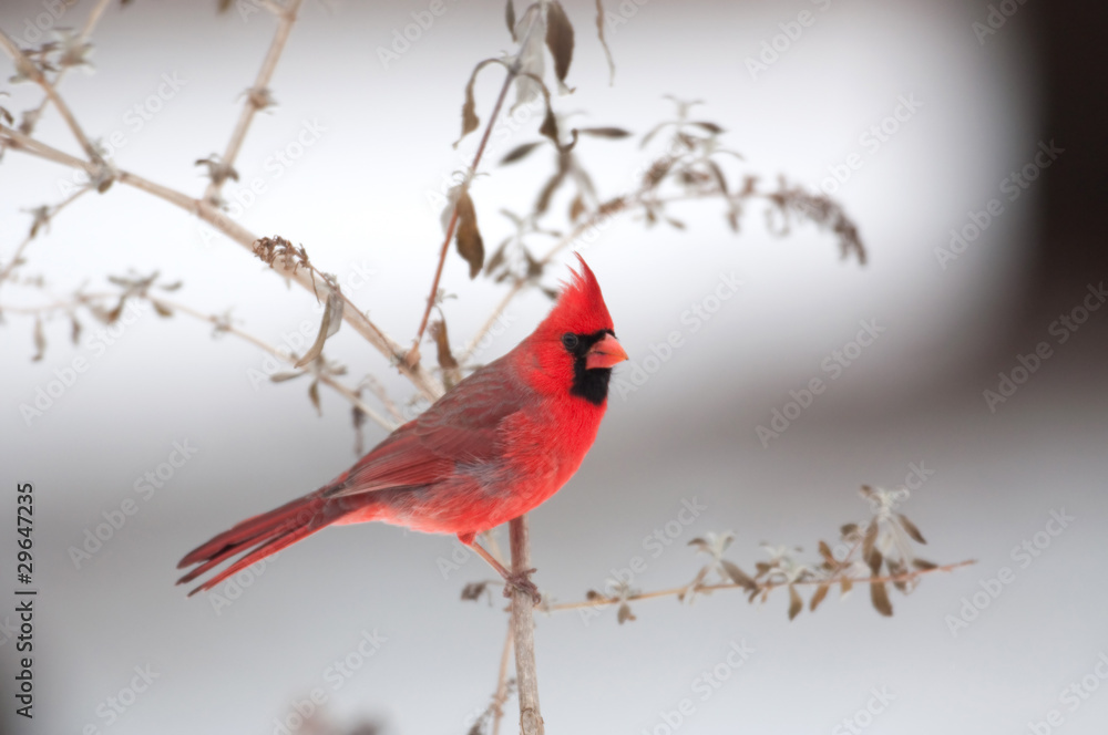 Northern cardinal on a branch Northern cardinal on a branch