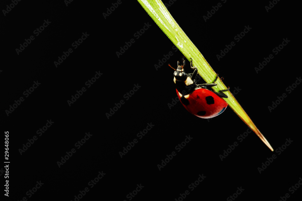 Fototapeta premium ladybug isolated on black