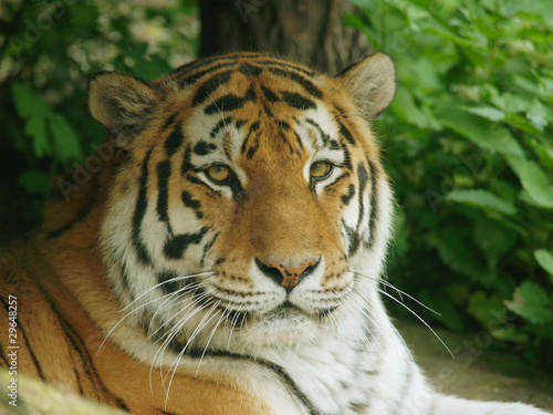 Fototapeta Naklejka Na Ścianę i Meble -  Portrait of siberian tiger resting under tree