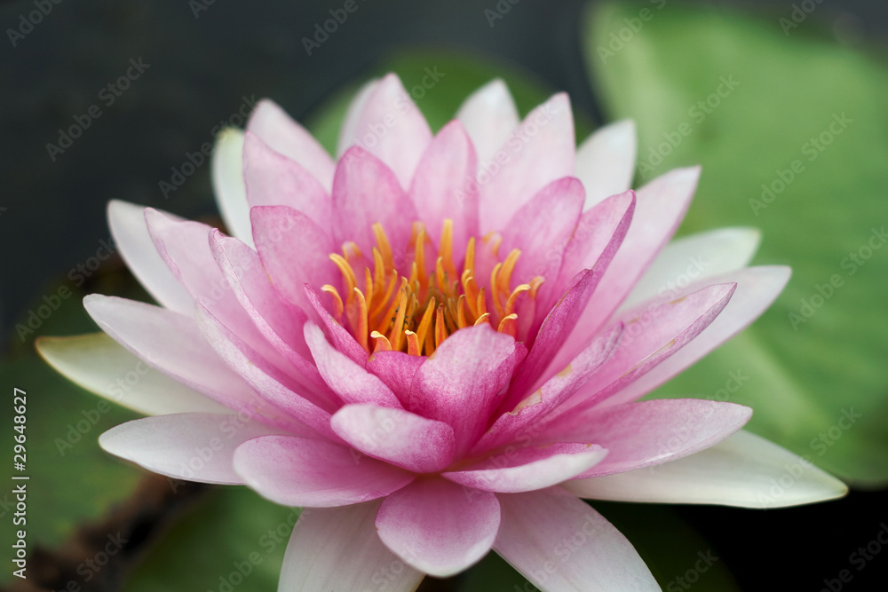 Red Water Lily Red Water Lily