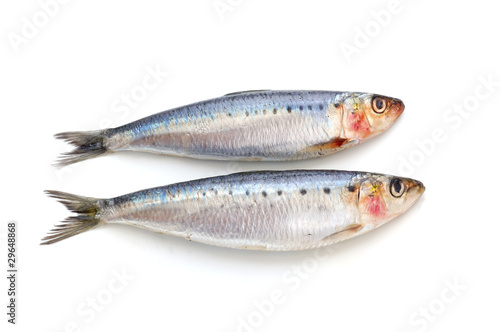 Fresh sardine fish
